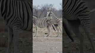 Zebra at Etosha, Namibia.