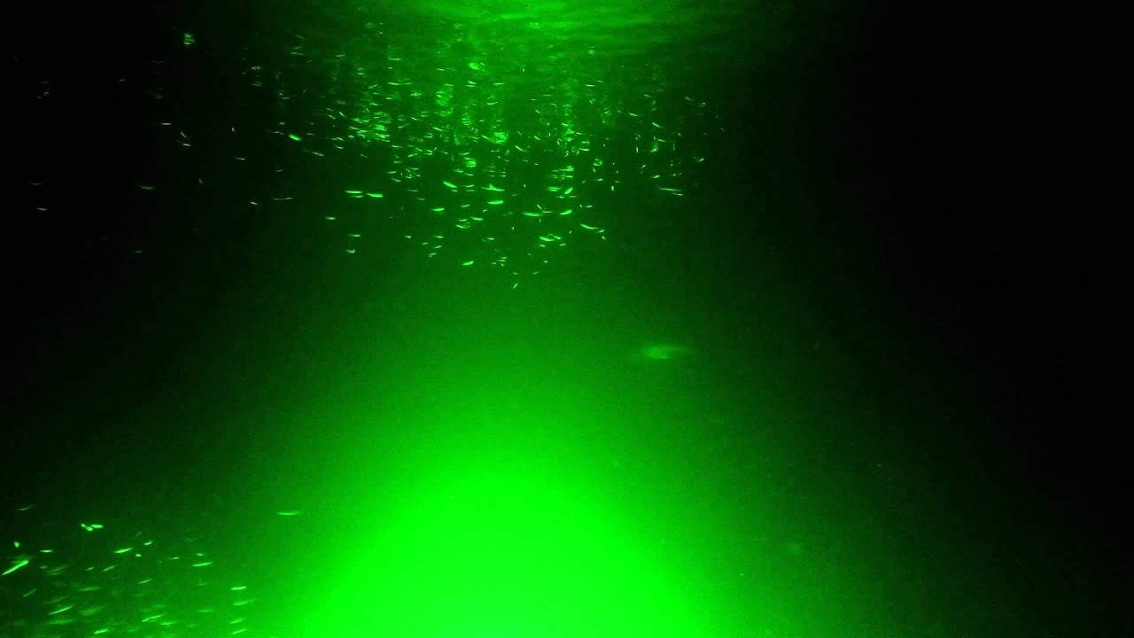 Fish lights are hours of entertainment for us, and especially for a dachshund.