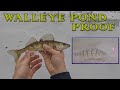 Walleye  perch growth in pond  bonus bluegill ice fishing