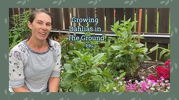 Thumbnail of Planting My Cafe Au Lait Dahlias