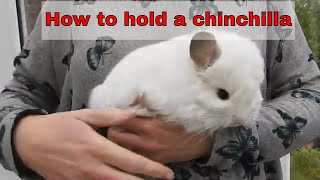 How to pick up and hold a chinchilla