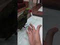Mom Trying to Help Parrot Comb His Hair #shorts #birdlovers