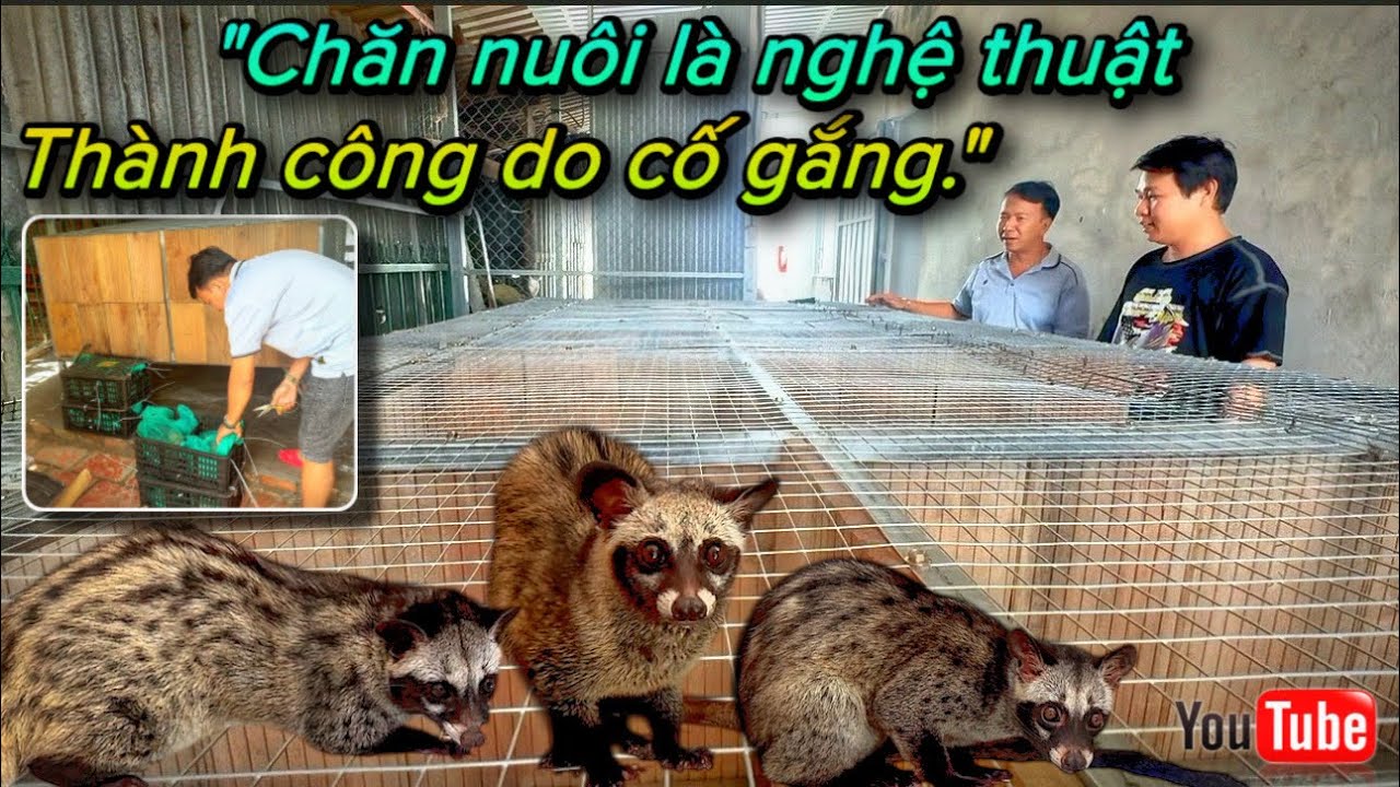 Chăn nuôi Chồn hương là nghệ thuật, thành công hay không do cố gắng - Xuất 8 bé giống về AG (P137)