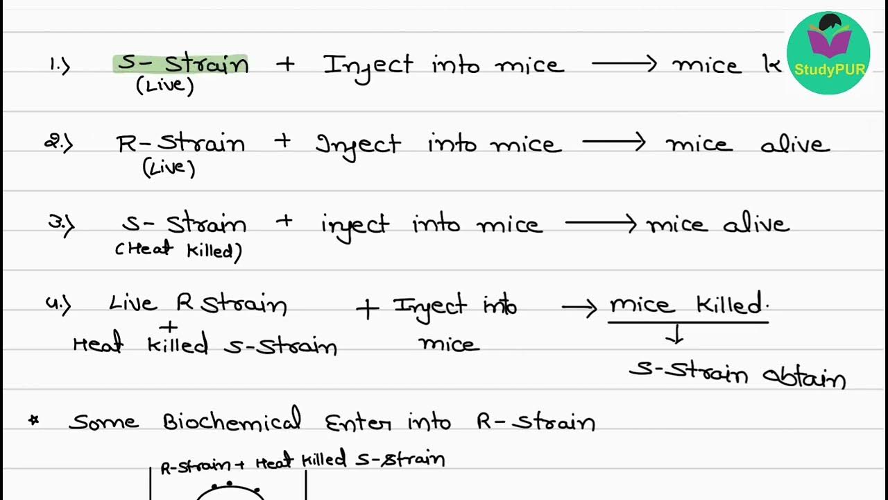 Transformation experiment griffith experiments in very simple language