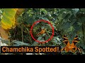 Rare Chamchika Spotted | ചാംചിക്ക യെ ക്യാമറയിൽ പകർത്തി വ്‌ളോഗർ