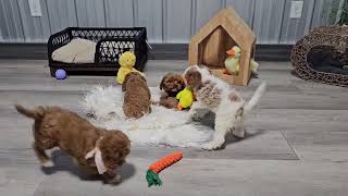 Watch Edison,Ember,Eclair,Eclipse & Ellie sweet Cavapoo puppies playing .