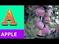 ABC Phonics Song | Alphabet letter sounds | ABC learning for toddlers | Education ABC Nursery Rhymes