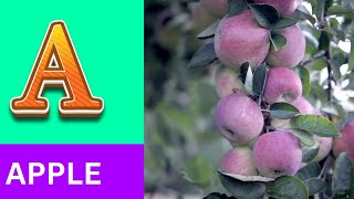 ABC Phonics Song | Alphabet letter sounds | ABC learning for toddlers | Education ABC Nursery Rhymes