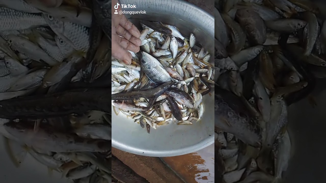 Bat ca dong khong go YouTube