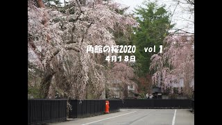 2020 0418角館の桜