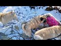 #SnowDay 2/18 - Pugs &amp; German Shepherd play &amp; sled ride in snow