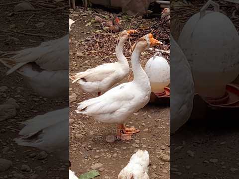 #goose #animals #duck #shorts