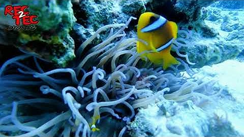 Rec2Tec Diving - MV Legends II - 05 December 2025