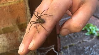 Evicting The Massive Spider in my Garage