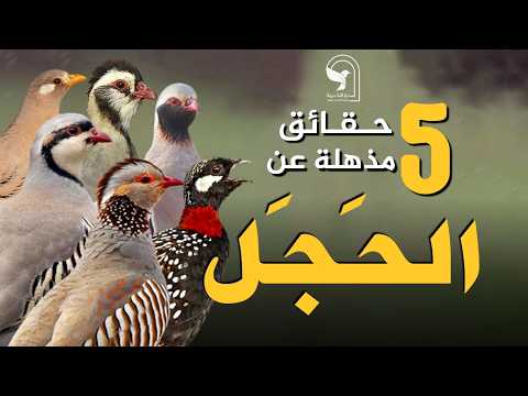 الحجل 5 حقائق مذهلة تسمعها لأول مرة افضل حارس شخصي والزوج المثالي