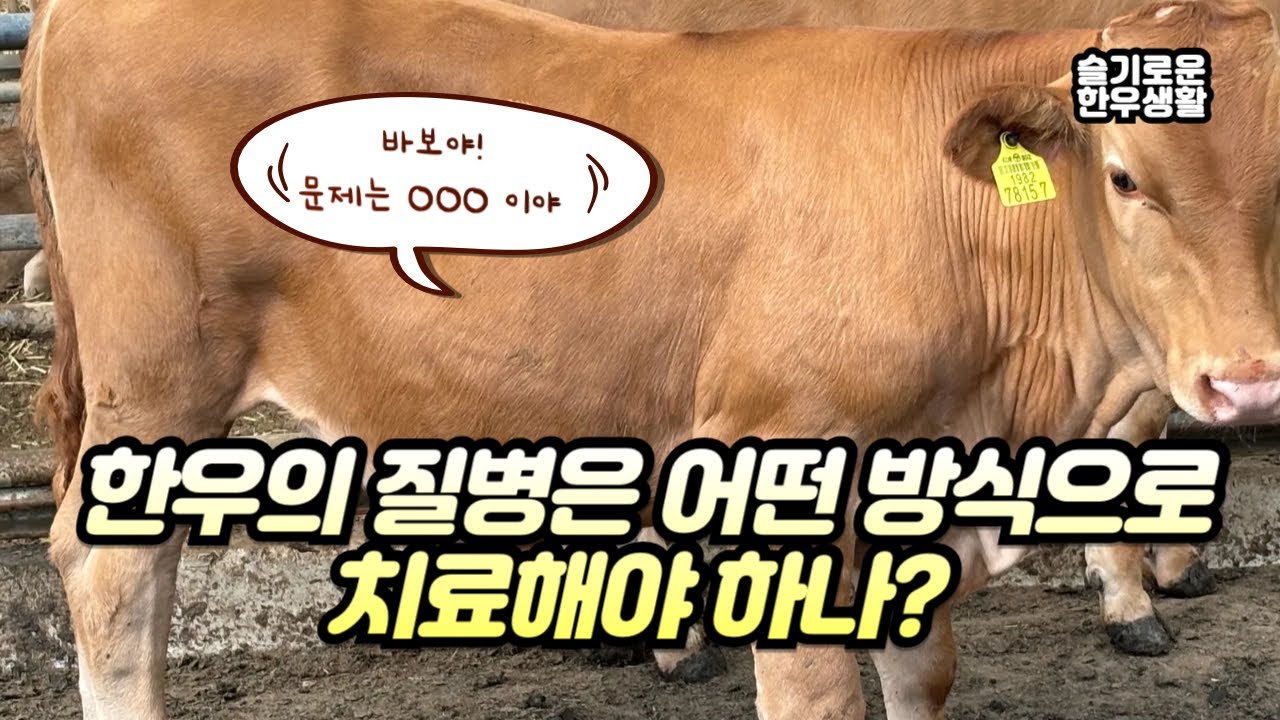 한우의 질병치료는 도대체 어떻게 해야 하는가?