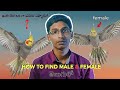 “Male or Female 100% Easy Way to Identify Cockatiel Gender in Telugu