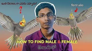 “Male or Female 100% Easy Way to Identify Cockatiel Gender in Telugu
