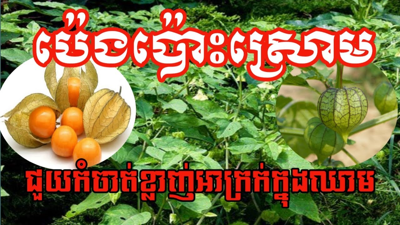 Medical plant for treat common cold, cough, asthma, gastritis
