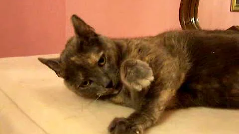 Video 11738211: manx cat, cat adoption