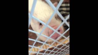 Celebrity Abby the Pink Piggy: Locked Up! Wealth