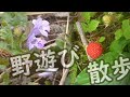 野遊び散歩03カキドオシ,マムシグサ野いちごタゴガエル声