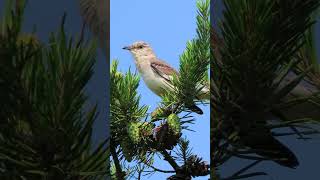 Download Lagu Mockingbird singing on the golf course. It starts to mimic a golf cart's beeps at the end. MP3