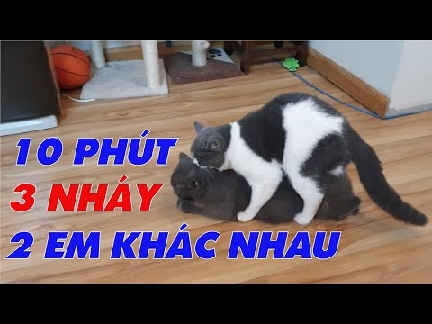 Chi Tiết Phối Giống Cho Mèo|Cách Kiểm Tra Mèo Cái Gào Đực|Mèo Phối Giống Như Thế Nào Là Được|Dlohu