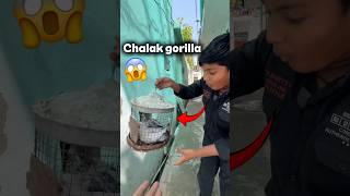 Gorilla ke chalaki ￼😱 #shortsfeed #minivlog #kabutar #kabutarbazi #pigeon #petlover #pets #birds