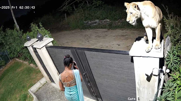 Animals Acting Like Secret Geniuses When No One's Watching