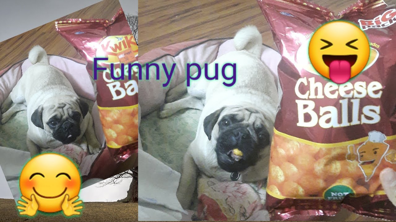 Dog Review Food Puntu Pug Taste Test Dog Trying Cheeseball