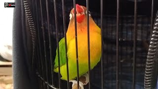 MASTERAN LOVEBIRD BETINA MINOR