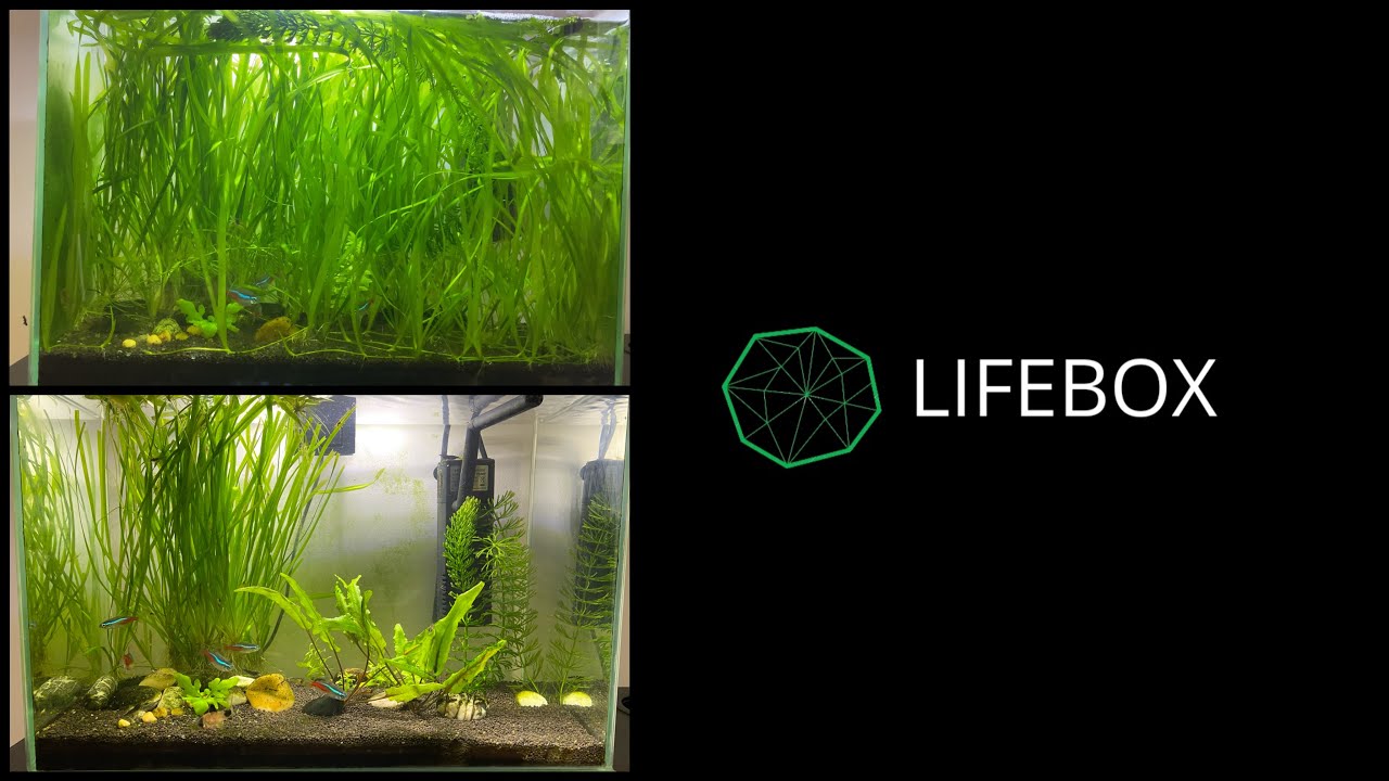 Аквариум из офиса, 15 литров. Чистка, редизайн. - YouTube
