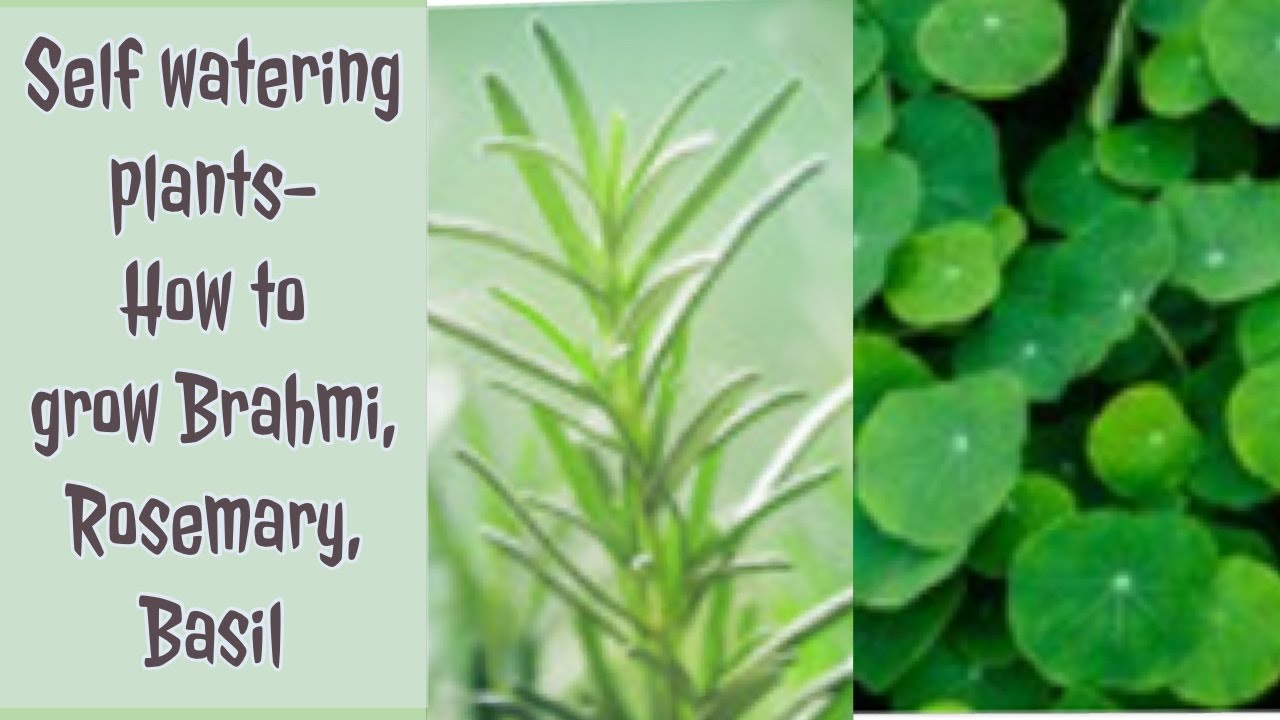 Self watering plants How to grow Brahmi, Basil, Rosemary DIY Home Gardening YouTube