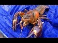 【ザリガニ釣り】謎の巨大ザリガニが爆釣！！【ウチダザリガニ】　Signal crayfish fishing एक विशाल क्रेफ़िश पकड़ो