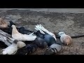 Николаевские голуби!! в хорошие руки