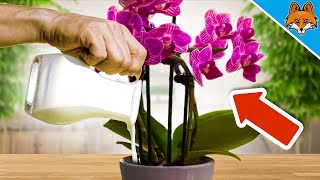 organischer dünger bonsai Bonsai Liebe – 365 Tage Bio-Dünger für Bonsaibäume – AquaLifeScape main image 1
