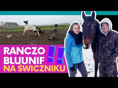 Wideo: Czy konie mogą jeść klątwę Patersona?