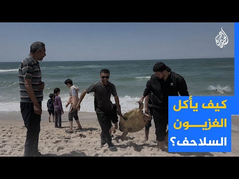 فلسطينيون يأكلون لحوم السلاحف هربًا من الجوع بغزة