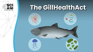 How are gills key to the health & performance of Atlantic salmon?