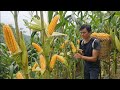 The life of corn from planting to harvest. Survival Instinct, Wilderness Alone (ep179)