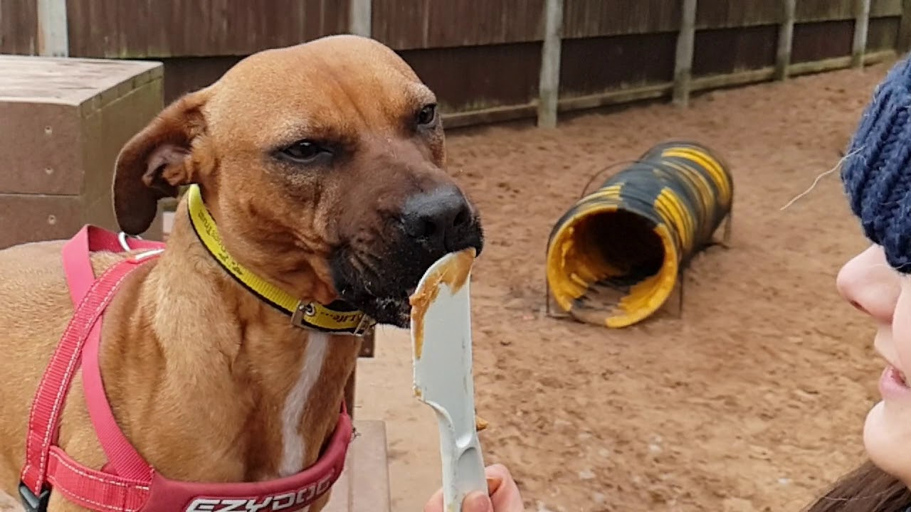 wales wisconsin Dogs Trust Kenilworth - Nala