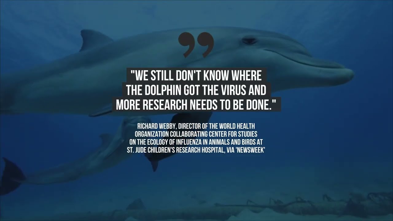 Study Reveals First Case of an American Dolphin Diagnosed With Bird Flu