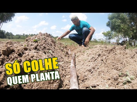 Vídeo: Cuidado Thuja Na Primavera: Transplante Para Outro Lugar Após O Inverno. Como Tratar Thuja E Como Cuidar Dele Em Abril? Como Borrifar Se Ficar Preto?