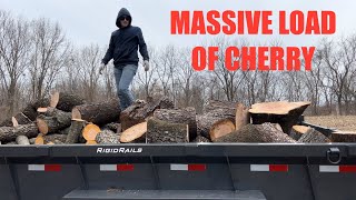 Three Saws, Five Trees, And Mucho Cherry‼️🪵#firewood #freefirewood #stihl #lamar by Todd’s Outside Again 6,069 views 3 months ago 25 minutes