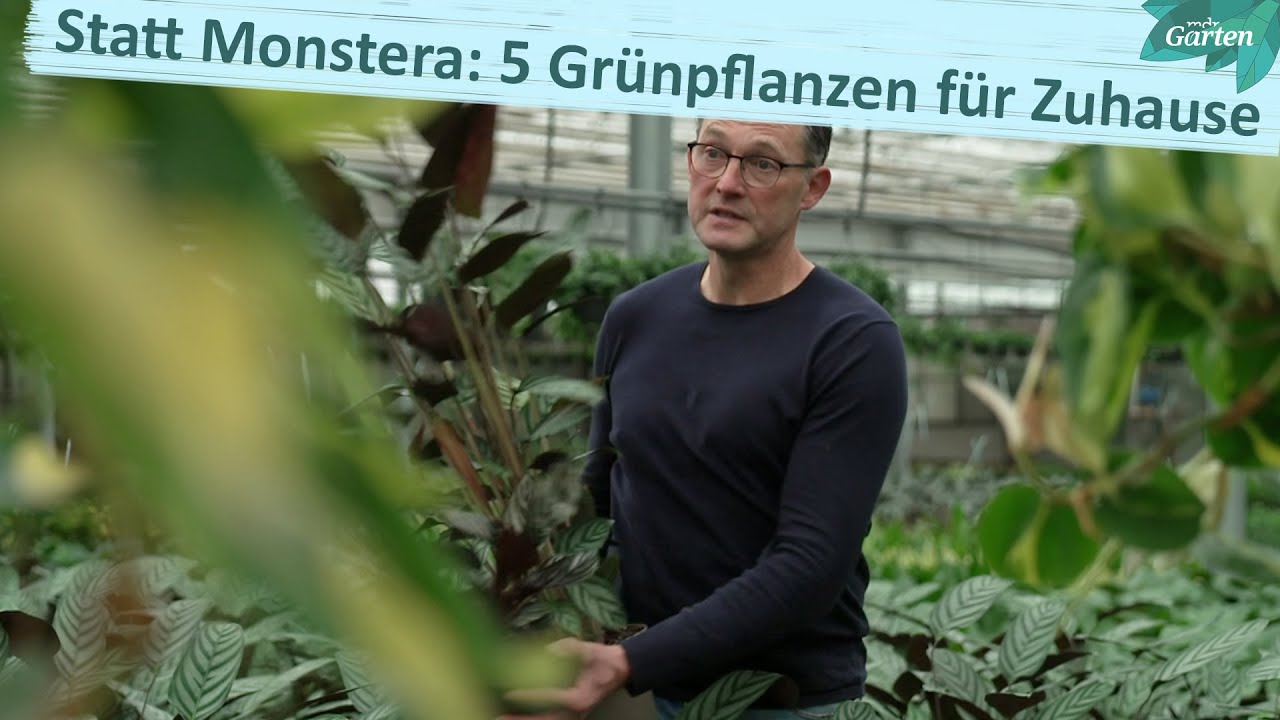 Alternativen zur Monstera: Schöne Grünpflanzen für den Dschungel im Wohnzimmer | MDR Garten