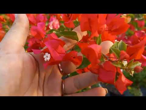 Video Giấy ghép ngũ sắc, cẩm thạch vàng lh:077887169:... - youtube