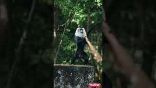 Master Kungfu Slipped 🤣