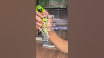 Wa langsung aja 082142657771 lokasi Surabaya Kedurus kios buka terus.