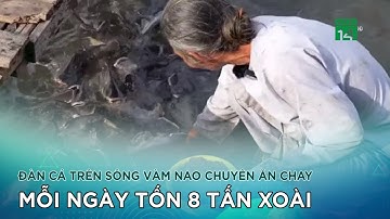 Đàn cá trên sông Vàm Nao chuyên ăn chay, mỗi ngày tốn 8 tấn xoài |VTC14 GREEN